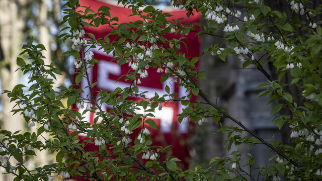Temple flag pictured behind a bush.