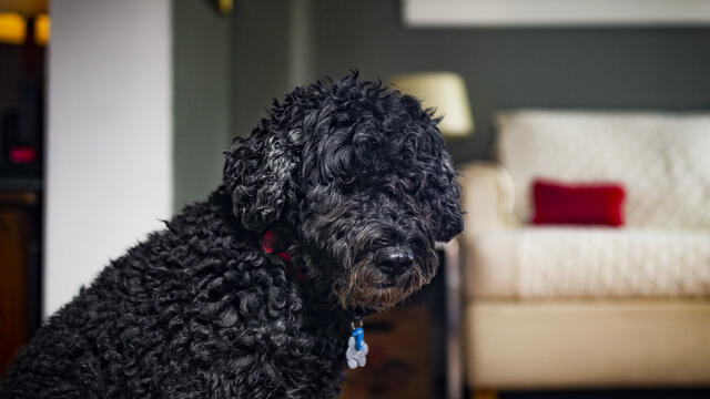 Image of small dark-colored dog with a couch in the background.