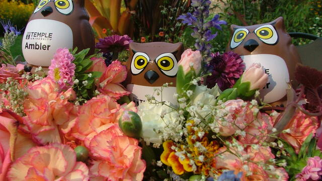 Temple Owls among the blooms.