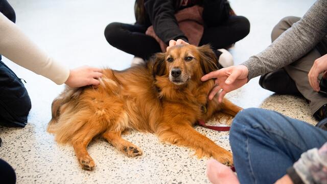 Dog being pet
