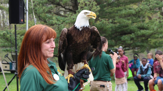The Elmwood Park Zoo eagle visits Temple University Ambler EarthFest.