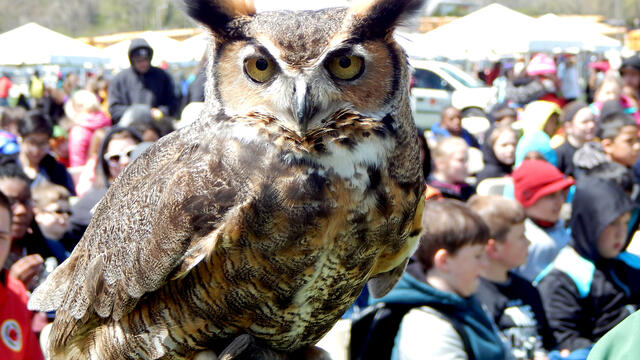The Elmwood Park Zoos Sherlock the Owl visits Temple University Ambler EarthFest.