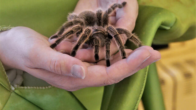 A tarantula at the Science of Scary.