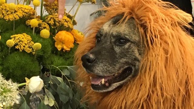 Ambler Arboretum Halloween Dog Parade