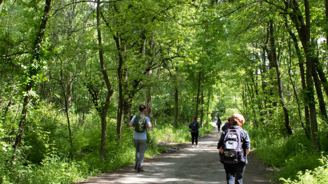 students walking in woods