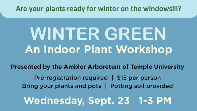 Winter Green - Thumbnail