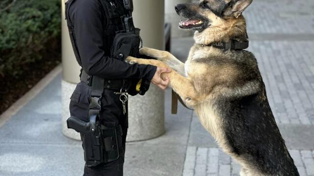 Temple Police Officer Natalie Sherman patrols Main Campus with K9 Officer Chandler.