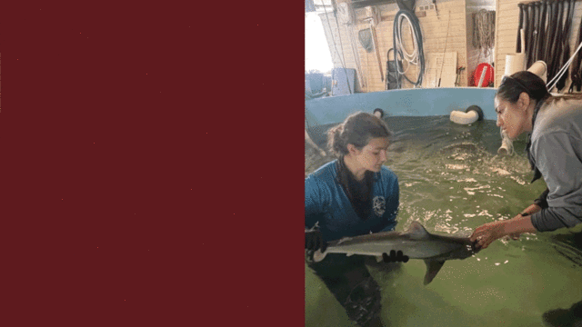 Inside an Owls internship: Marine Biology