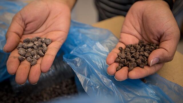 A man in Dr. Tao's lab holds chocolate chips in his hands.