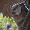 Owl statue pictured.