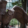A Temple owl spreads its wings on campus.