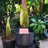 One large and one small corpse flower prepare to bloom.