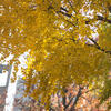 A tree with yellow leaves and the Bell Tower in the background.