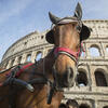 A horse in front of the Colosseum in Rome, Italy.