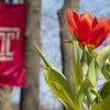 a tulip in front of a Temple T flag