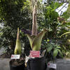 Giant corpse flowers at Temple Ambler.