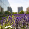 Image of flowers on Charles Library's green roof.