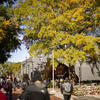 A fall campus stock scene with students walking.