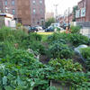 Temple Community Garden