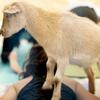 student doing yoga with a goat