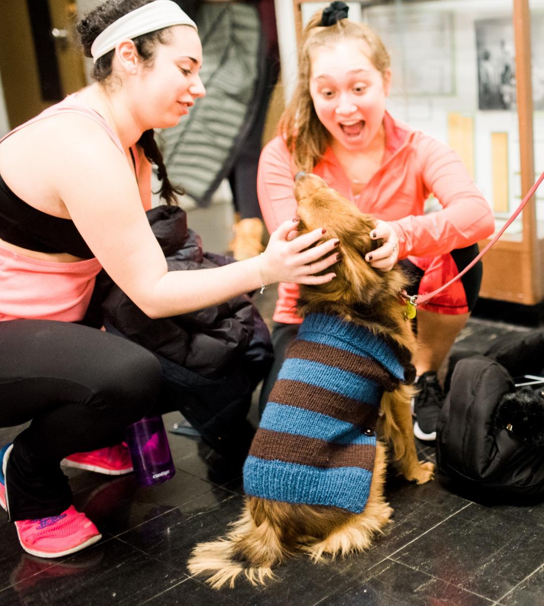 therapy dog