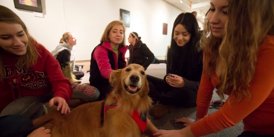 therapy_dogs_rec_medium