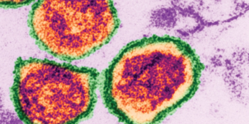 Cells viewed through a microscope.